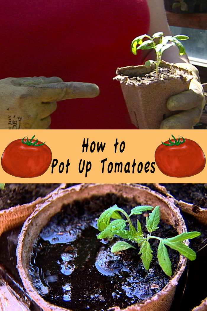 How to pot up tomatoes video