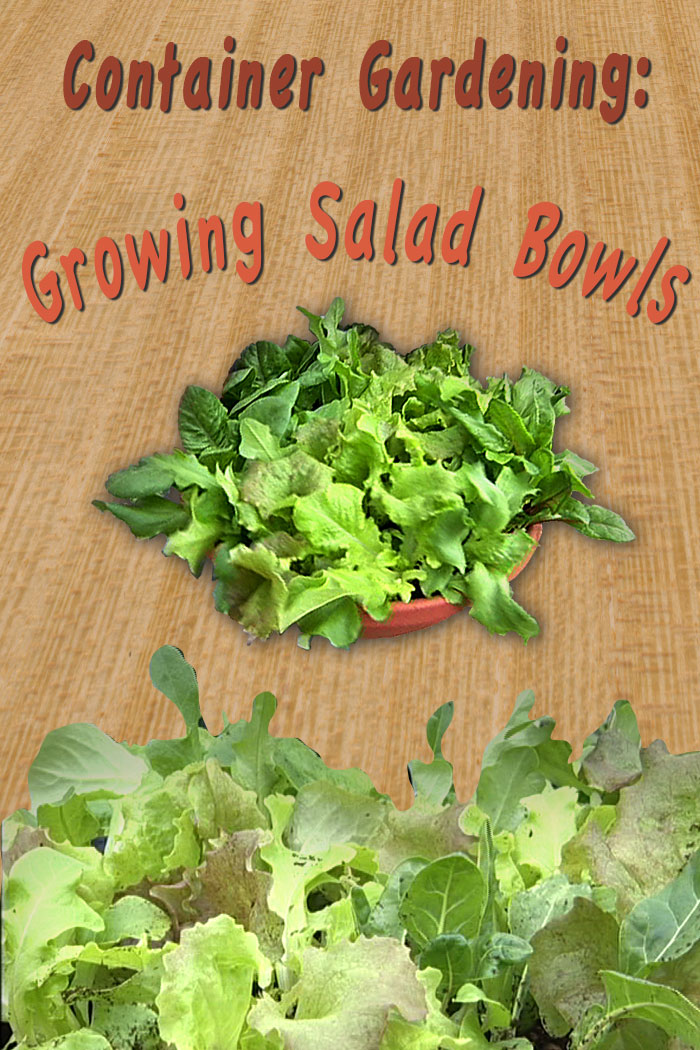 container gardening how to grow a salad bowl video