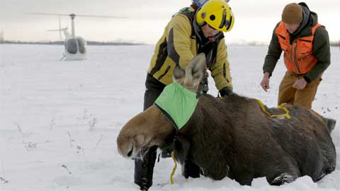 What is Killing the Moose in Minnesota