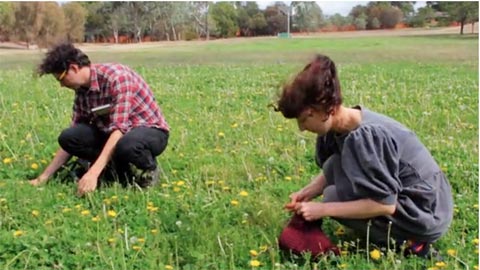 Edible Weeds In Australia and Beyond