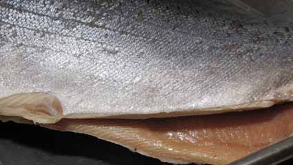 Trash Fish: Ivory King Salmon