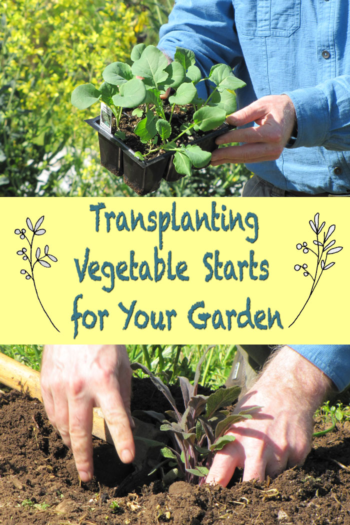 Transplanting Vegetable Starts for Your Garden video