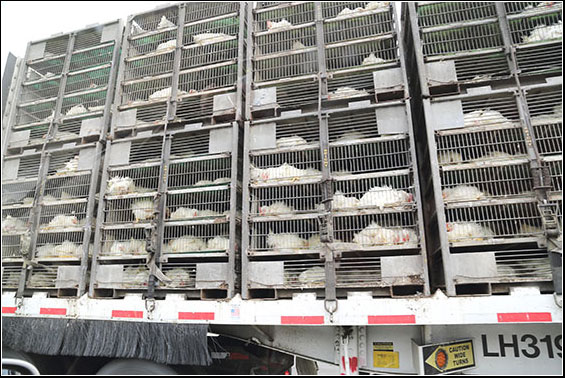Live Chickens Being Transported