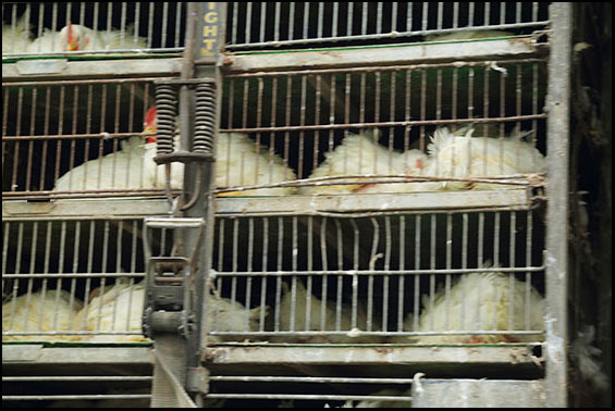 Live Chickens In Cages on Transport Truck