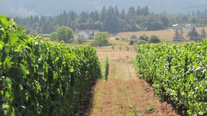 LIVE- A Sustainable Wine Program