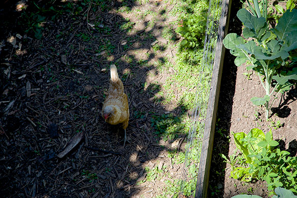 An Urban Homestead Tour Justin Tiret- chicken and garden 