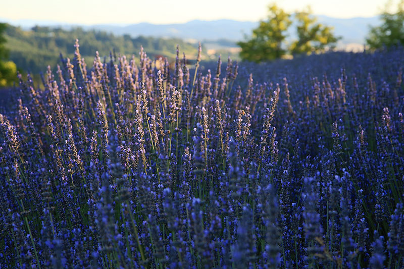 Close Up of Lavender Field