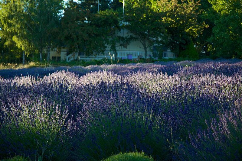 Lavender Field-House in Background