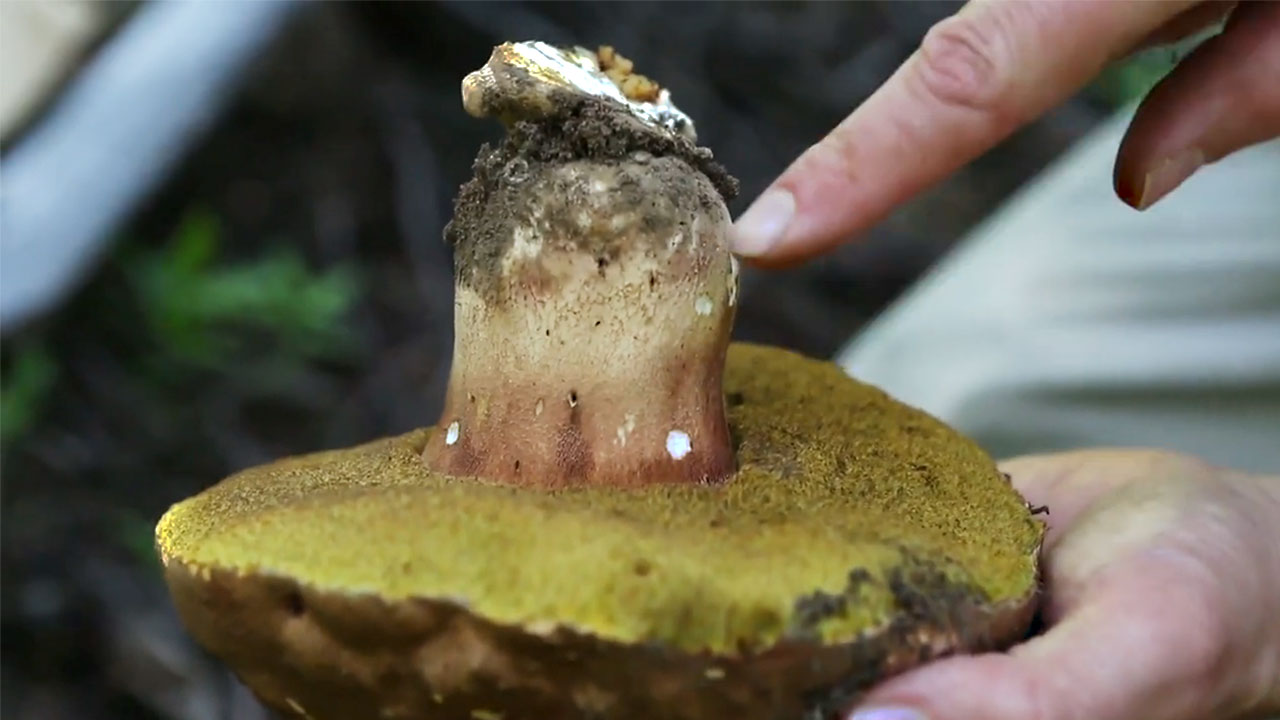 Pacific Northwest Mushroom Hunting (video)