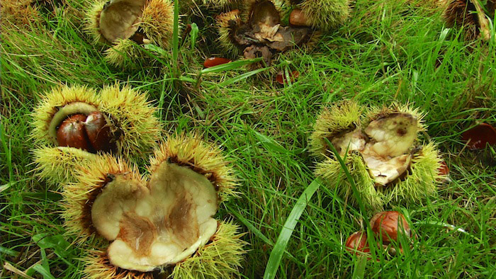 Organic Chestnuts Open On Tree Limb