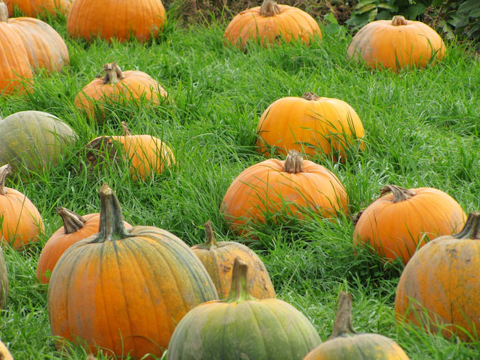 Pumpkins on Schlichting Century Farms
