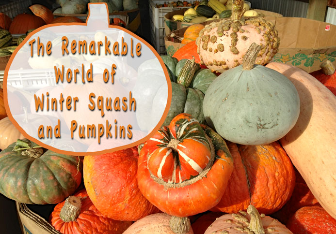 The Remarkable World of Winter Squash and Pumpkins