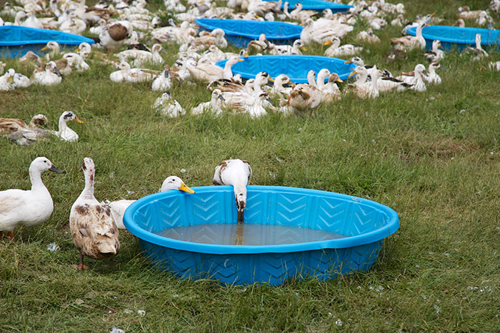 Ancona Ducks In Pasture-Boondockers Farm