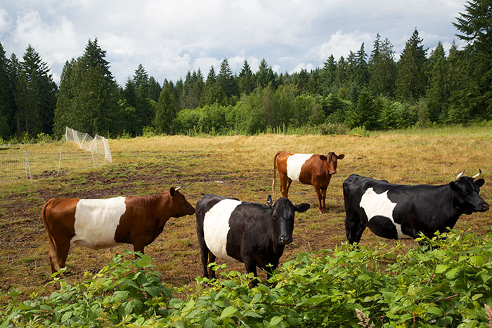 Dutch Belt Cows Standing In Pasture- Boondockers Farm