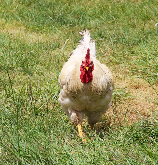 Delaware Chicken In Pasture- Boondockers Farm