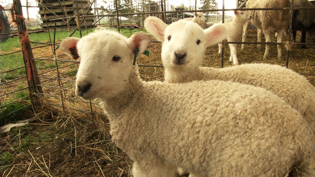 Lambing Season on the Farm