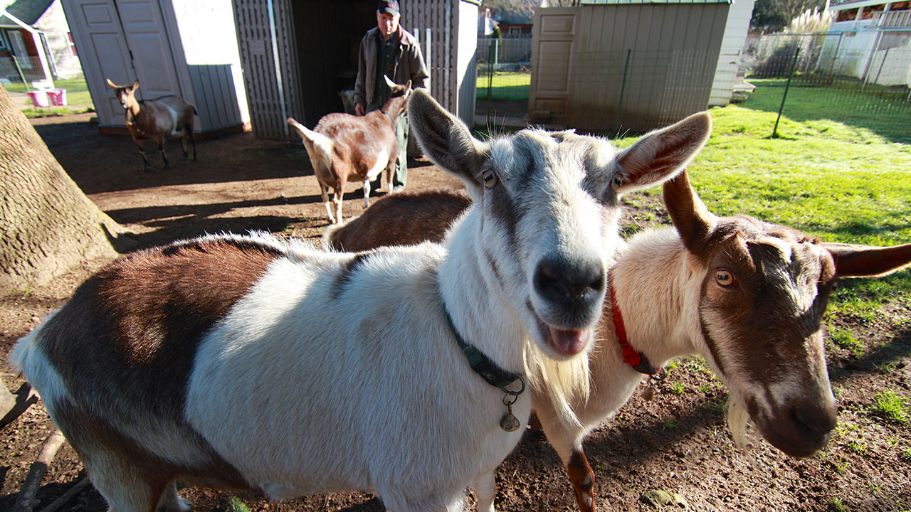 An Urban Goat Farm: Abita Springs Farm (video)