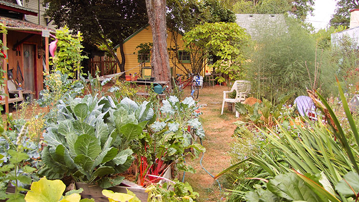 View of Backyard Garden - Urban Homesteader-garden
