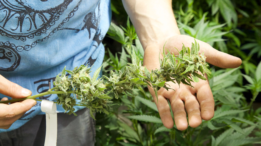 CannaMan Farms: Beginning a Marijuana Business