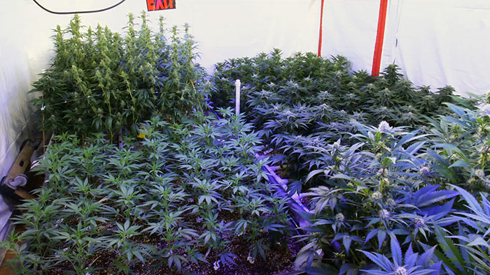 Marijuana Plants- CannaMan Farms