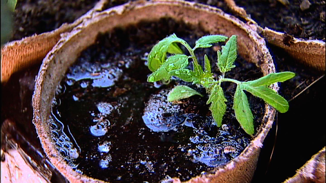 Potting Up Tomato Seedlings