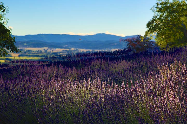A Lavender Farm in Full Bloom (video)