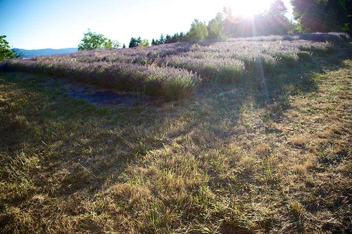 Sun Setting Over a Lavender Field
