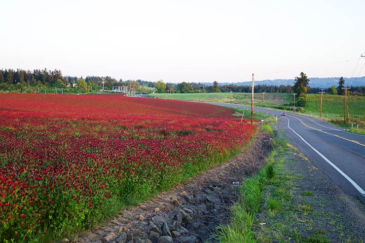 Field of Clover in Bloom and Road