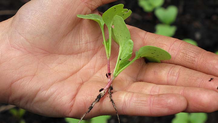 Growing Micro Greens and Organic Produce for Restaurants (video)
