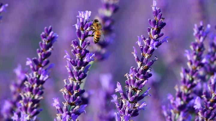 A Bee Lands on a Lavender Flower