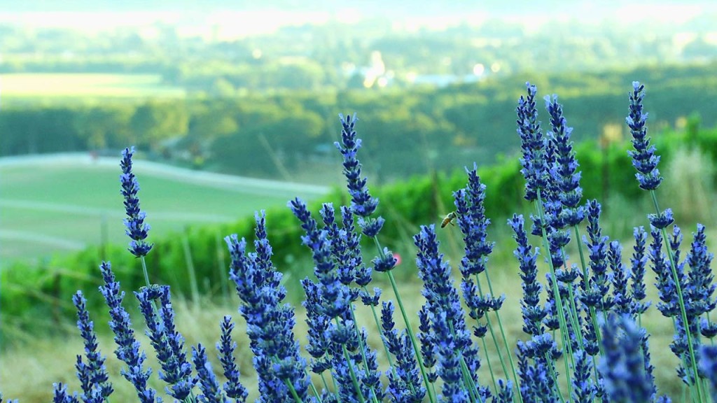 A Lavender Farm in Full Bloom (video)