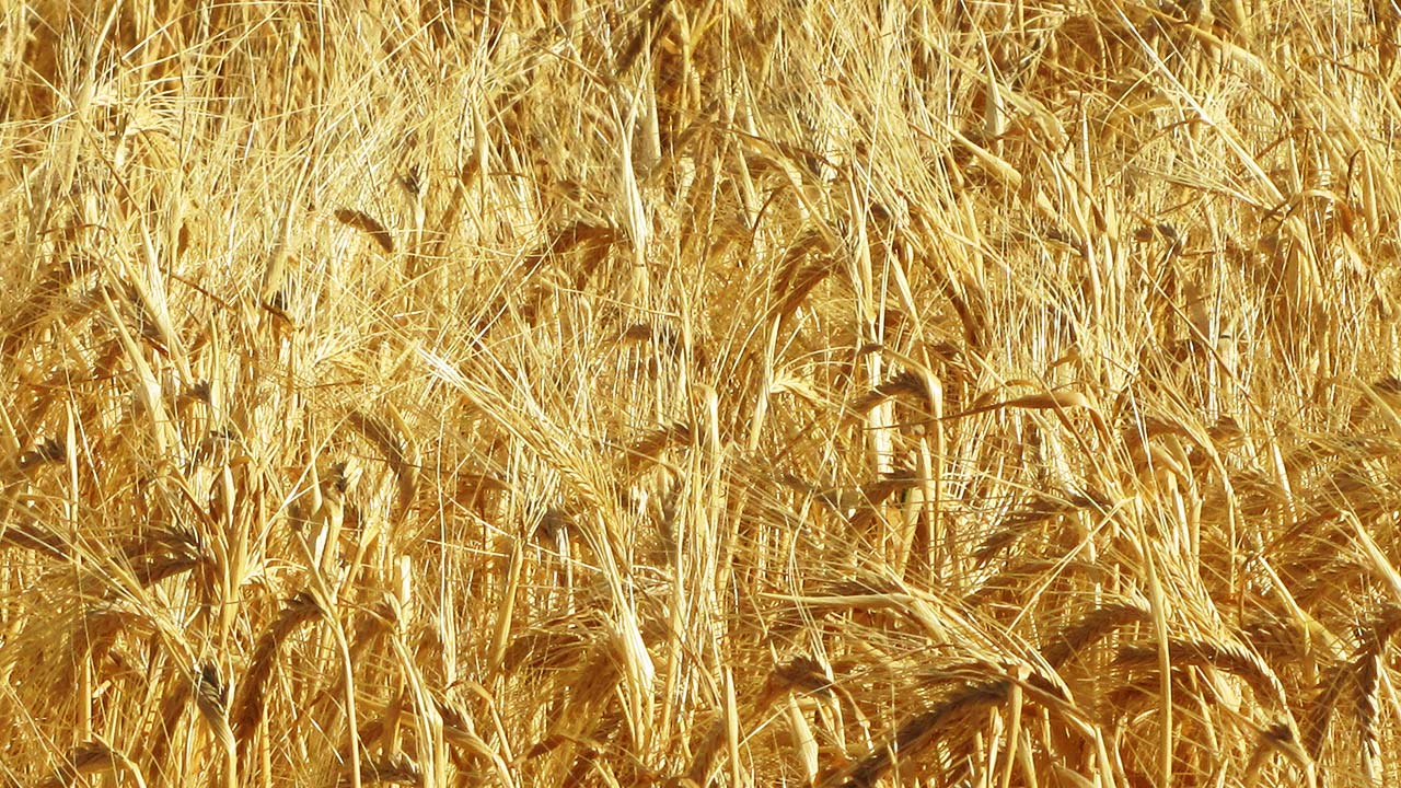 The War on Wheat: Terror in the Belly?