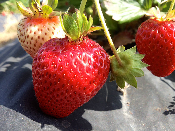 Albion Strawberries: Everbearing, June through October (video)