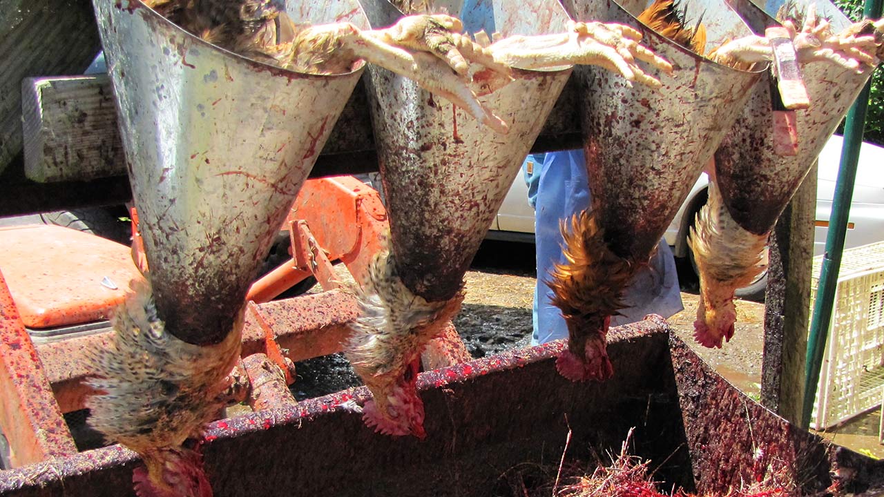 Who is Murdering Thousands of Chickens in South Carolina