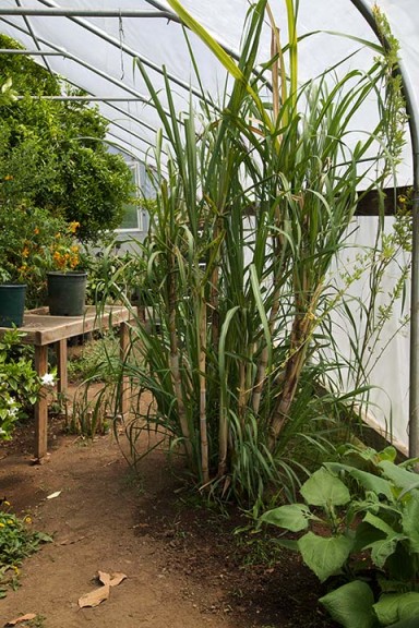 Kinship Garden Greenhouse -Sugar Cane