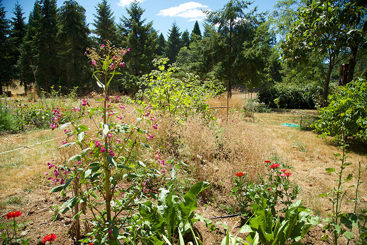 Pollinator Plants -Lynn Royce's Garden