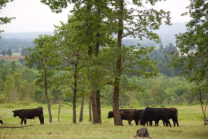 Cooper Mountain Nature Park -cows grazing