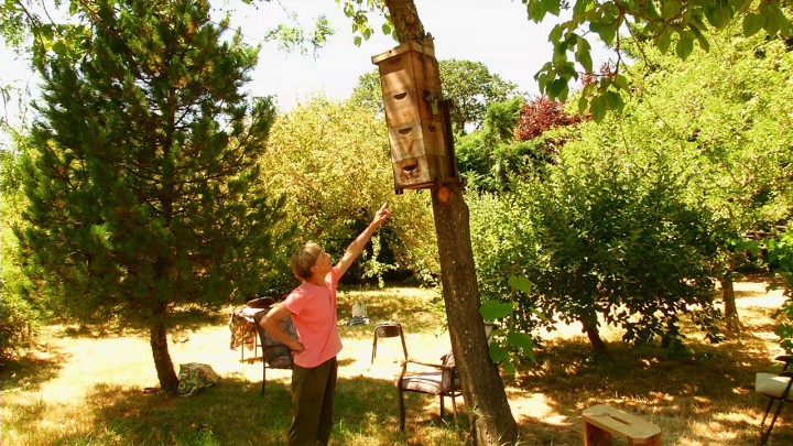 Tree Hive Bees- Scientific Research to Save the Honeybees (video)
