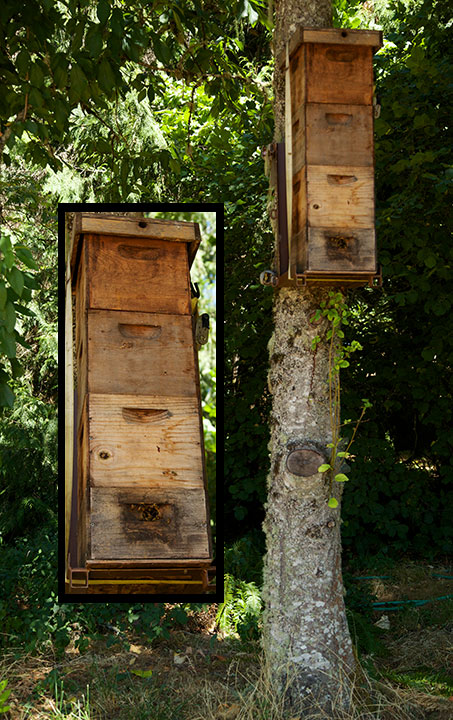 Tree Hive Bees-Close-up of bee hive box
