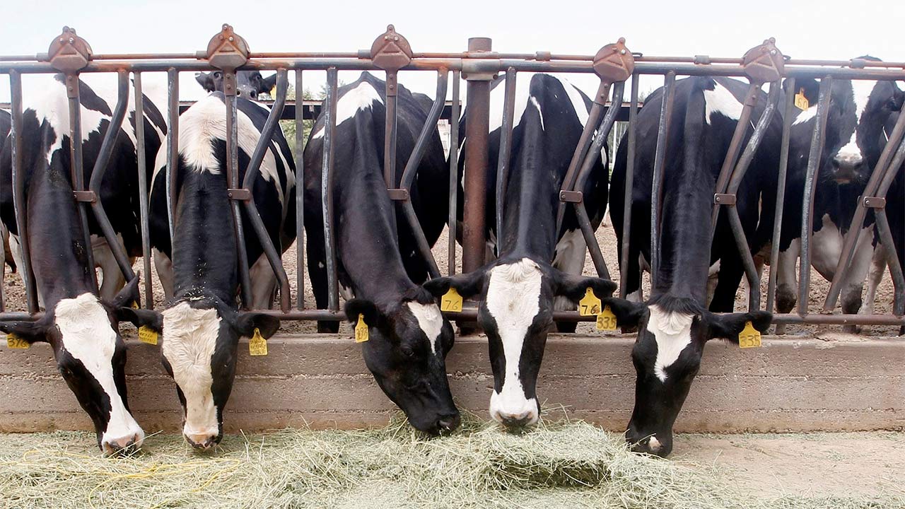 California to Restrict Antibiotic Use in Livestock
