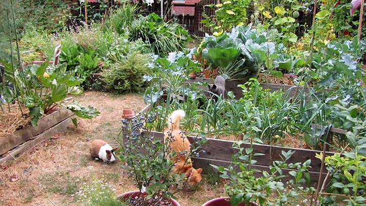 A rabbit and 2 cats in the garden area
