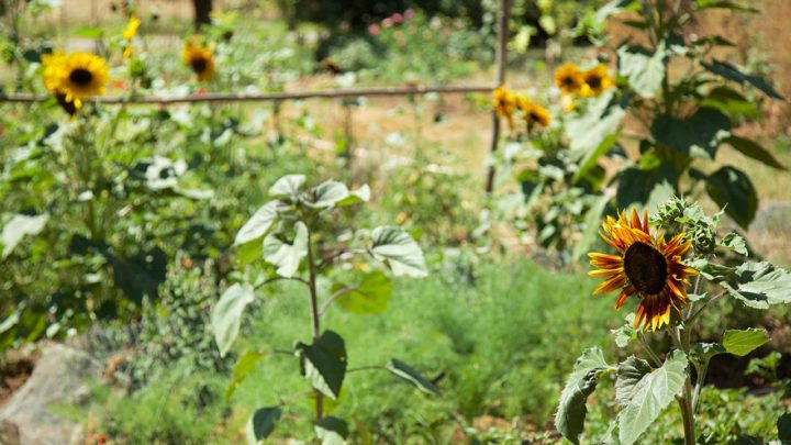 Grow Your Own Pollinator Plants - Cooking Up a Story