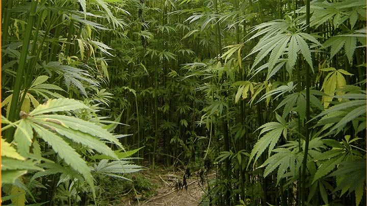 Poisoned Farmland— Industrial Marijuana to the Rescue