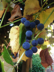 Concord Grapes on the Vine - Cooking Up a Story