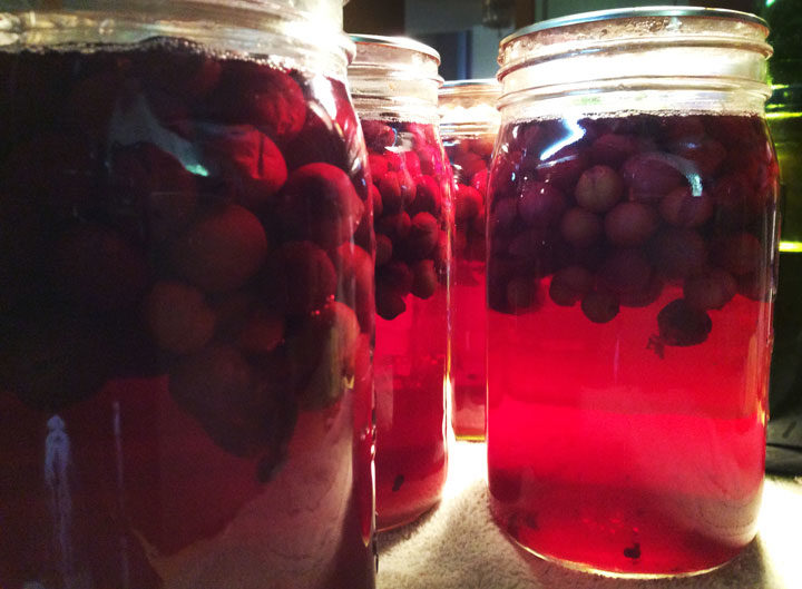 Finished Jars of Fresh Made Grape Juice - Rebecca Gerendasy