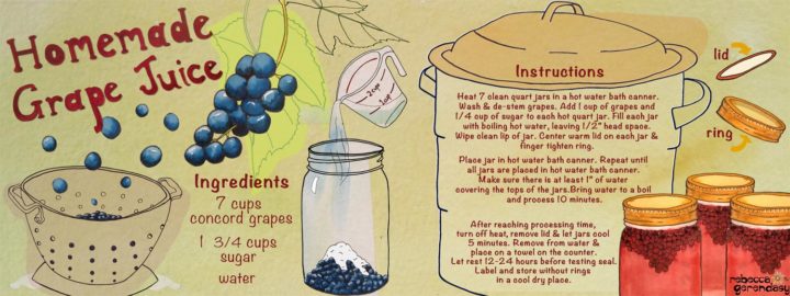 Homemade Grape Juice Recipe and Illustration - Rebecca Gerendasy