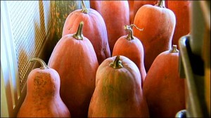 Butternut Squash Curing In Winter Sun
