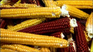 Corn Cobs