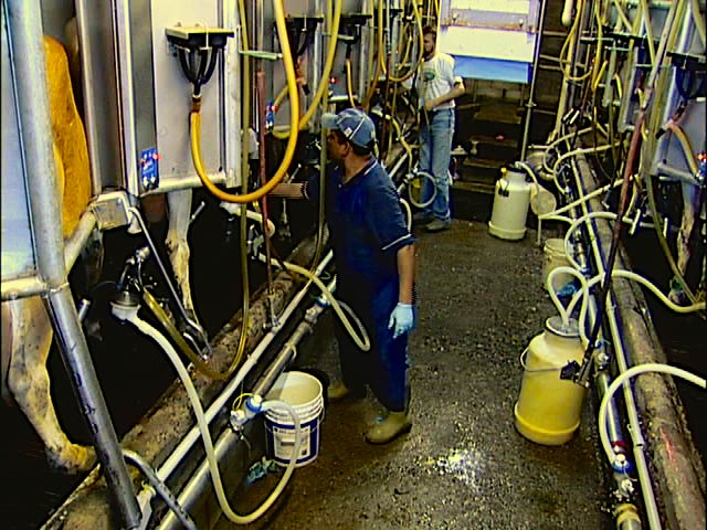 Organic Dairyman -A Family Tradition- Milking Parlor