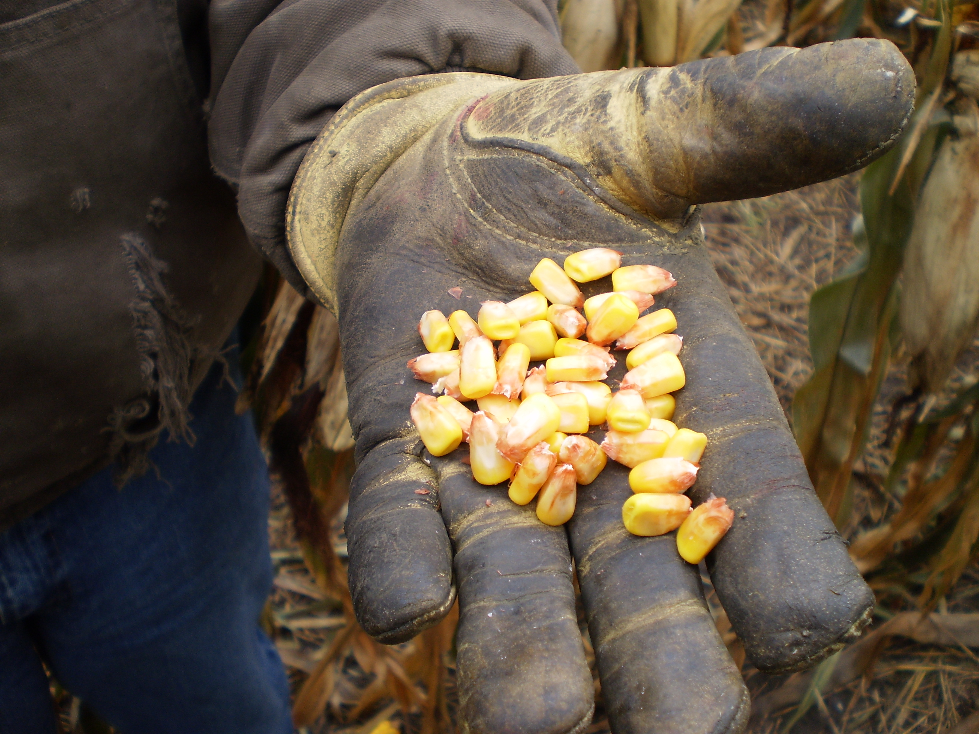 Dan Forgey—South Dakota Farmer—Shows Kernels of Corn On His Glove - Cooking Up a Story